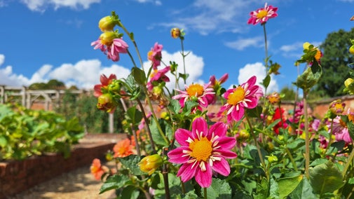 Pink and orange dahlias in a raised bed with gravel track to the left and brick edged raised beds and a wooden pergola in the background